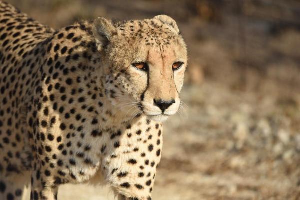 les animaux avec la meilleure vue