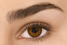 lentilles de couleur marron